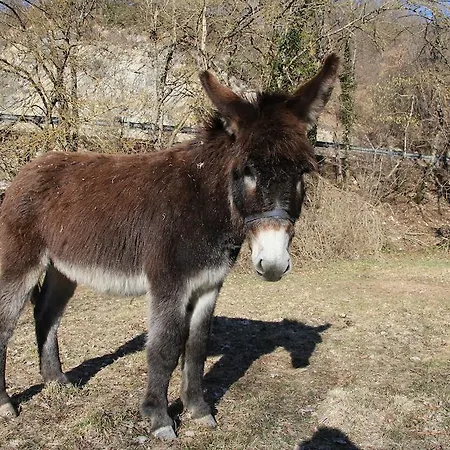 Gospodarstwo wiejskie La Mola Maringalli *